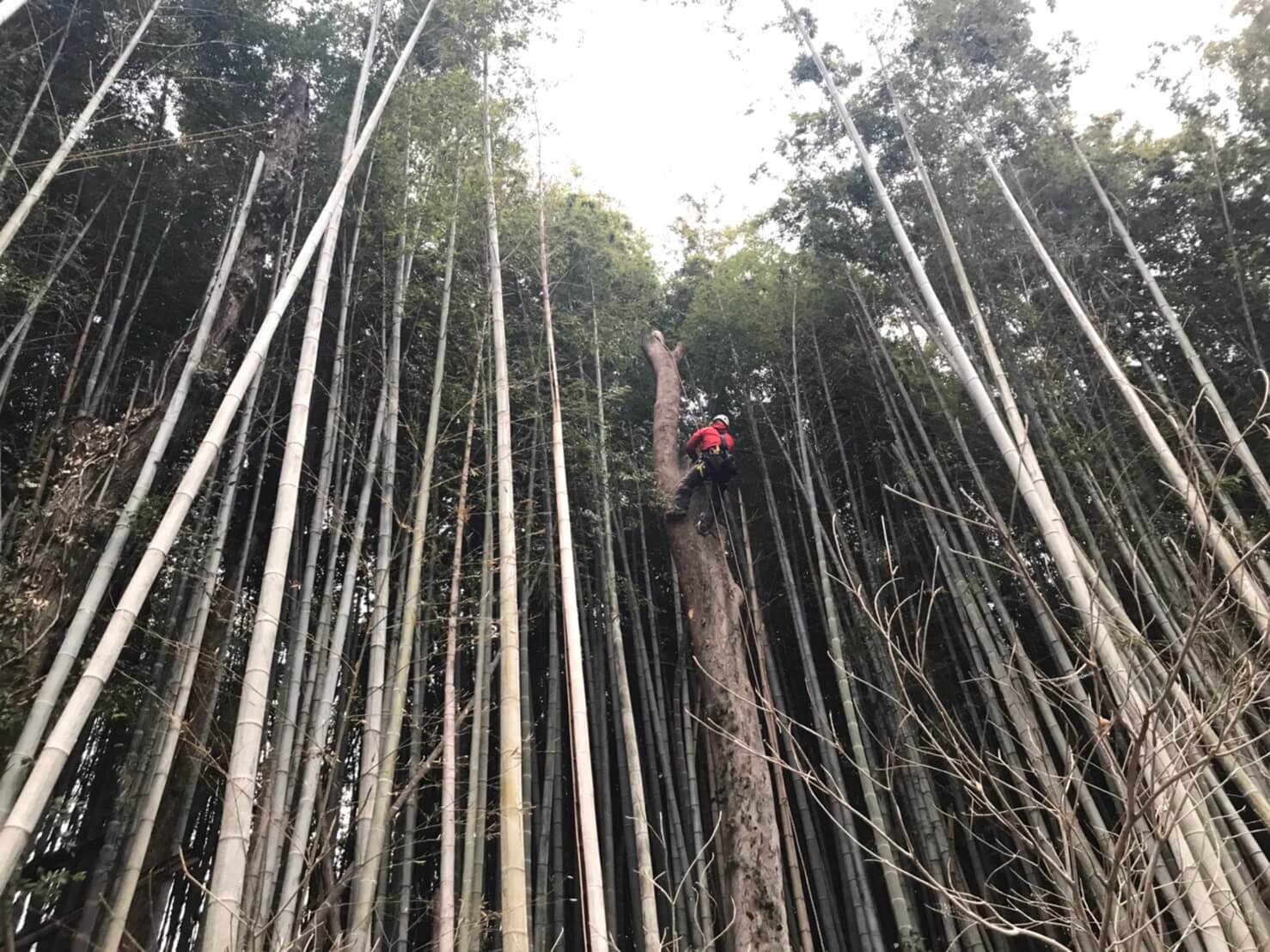 そして藤本も断幹を開始